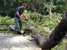 How Our Tree Care Process Works  in  Taylorsville, MS