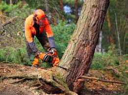 Best Tree Disease Treatment  in Taylorsville, MS